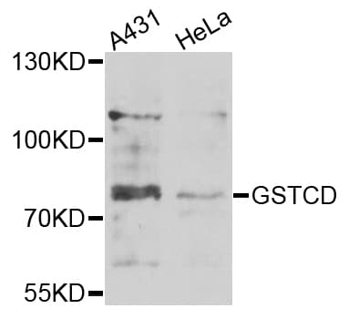 Polyclonal Rabbit anti-Human GSTCD Antibody (IHC, IF, WB)