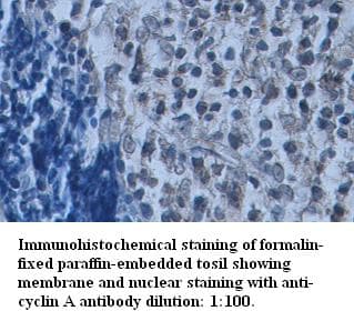 CCNA2 / Cyclin A2 Antibody (N-Terminus)