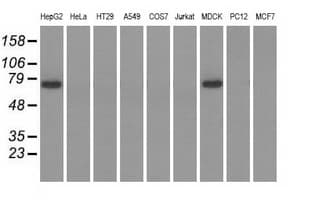 PEX5 Antibody (clone OTI1D3)