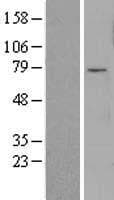 FOXO3 / FOXO3A Protein (Over-Expression Lysate Myc-DDK (Flag))