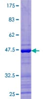 Human FAT10 / UBD Protein (Recombinant GST)