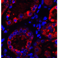 IHC-plus™ TXNIP Antibody