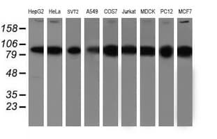 PSMD2 Antibody (clone OTI1G6)