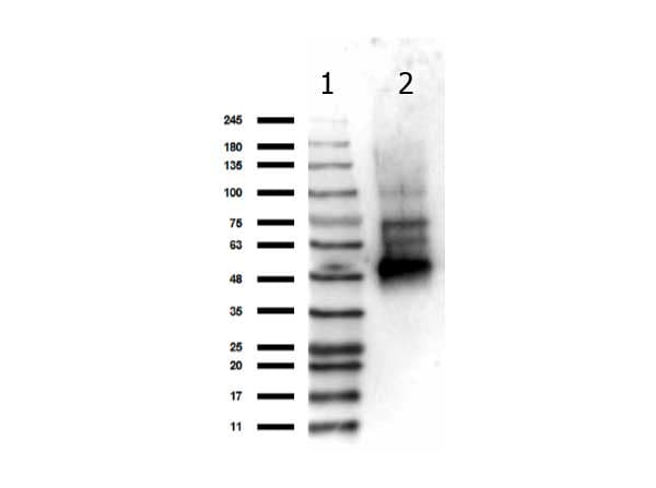 IKBKG / NEMO / IKK Gamma Antibody