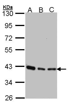 SEC13 Antibody (aa1-319)