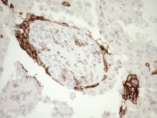 ITGAM / CD11b Antibody (clone OTI2D11, Carrier-free)