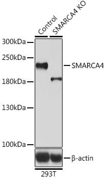 Polyclonal Rabbit anti-Human SMARCA4 / BRG1 Antibody (IHC, IF, WB)