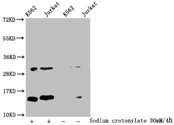 Polyclonal Rabbit anti-Human HIST1H2BN Antibody (WB)