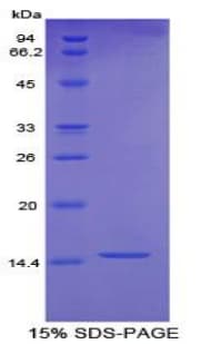 Horse BDNF Protein (Recombinant His)