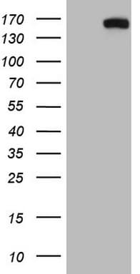 CD22 Antibody (aa707-847, clone OTI2A4)