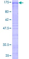 Human SF3B2 Protein (Recombinant GST)