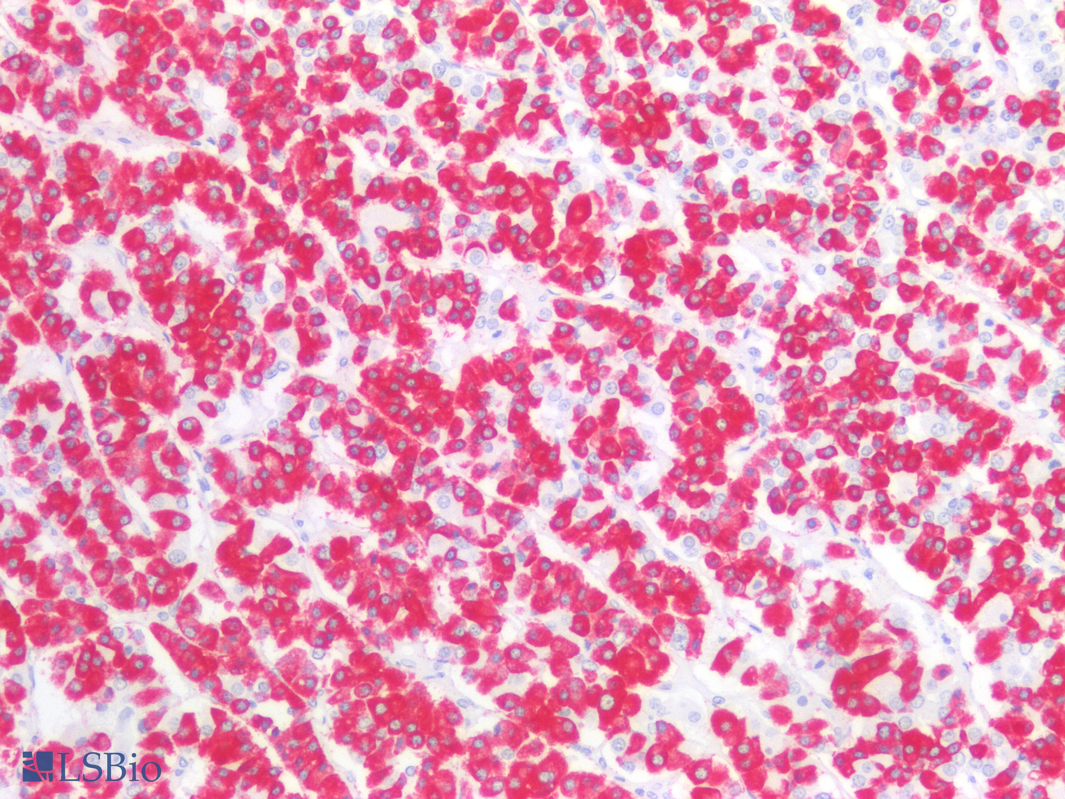 PathPlus™ Monoclonal Mouse anti-Human GH / Growth Hormone Antibody (IHC)