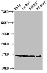HIST1H3A Antibody