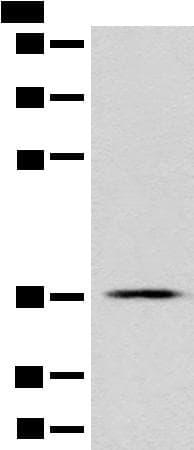 GPR55 Antibody