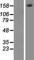MLH3 Protein (Over-Expression Lysate Myc-DDK (Flag))