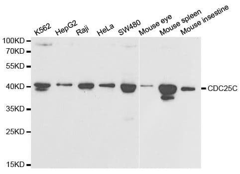 CDC25C Antibody