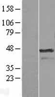 AURKA / Aurora-A Protein (Over-Expression Lysate Myc-DDK (Flag))