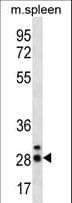 CIB4 Antibody (aa26-54)