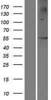 PRAMEF3 Protein (Over-Expression Lysate Myc-DDK (Flag))