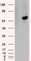 KIAA0153 / TTLL12 Antibody (clone OTI5H3)