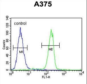 C1QTNF1 / CTRP1 Antibody (aa32-61)