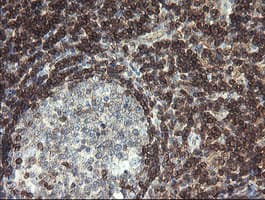 DEF6 Antibody (clone OTI3C4)