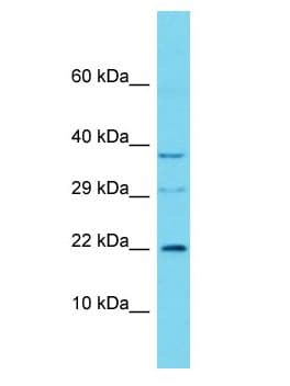 C16orf90 Antibody (aa30-79)