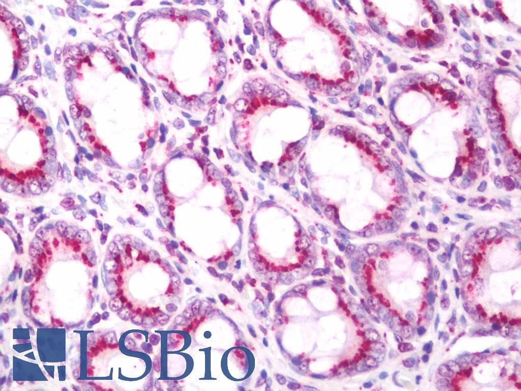 IHC-plus™ Polyclonal Rabbit anti-Rat TGN46 / TGN38 Antibody (Serum, Extracellular Domain, IHC, IF, WB)