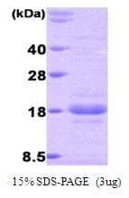 Human IL3 Protein (Recombinant His)