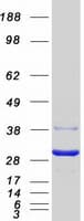 Human EIF4E2 / IF4e Protein (Recombinant Myc-DDK (Flag))