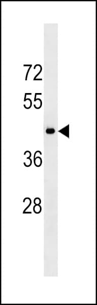 HTR1D / 5-HT1D Receptor Antibody (aa272-301)