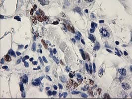 ELK3 / NET Antibody (clone OTI2C10, Carrier-free)
