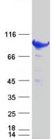 Human STAT5B Protein (Recombinant Myc-DDK (Flag))