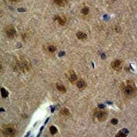 GAP43 Antibody