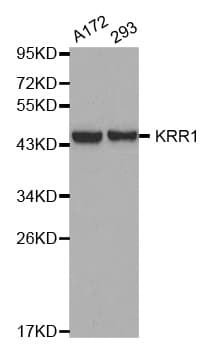 KRR1 Antibody