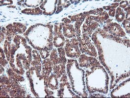 PSMB7 Antibody (aa58-277, clone OTI1D1, Carrier-free)
