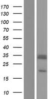 SCO2 Protein (Over-Expression Lysate Myc-DDK (Flag))