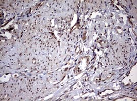 USP44 Antibody (aa420-712, clone OTI1D1)