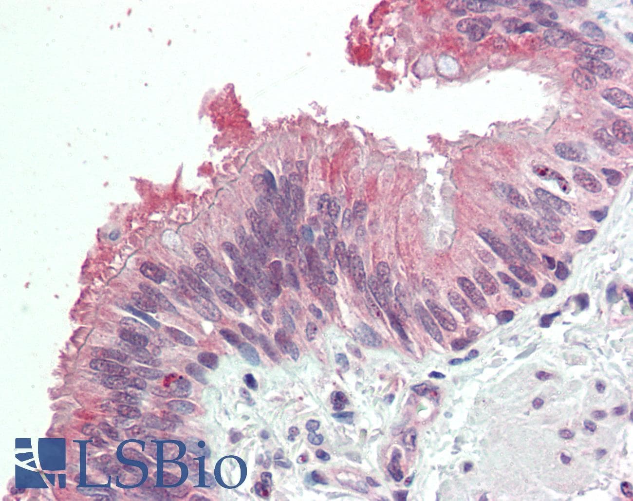 IHC-plus™ Polyclonal Goat anti-Human MDFI / I-MF Antibody (aa148-162, IHC)