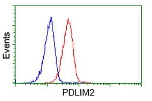 PDLIM2 / SLIM Antibody (clone OTI9A11)
