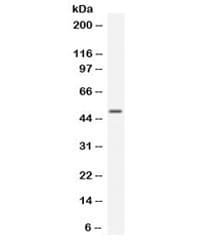 EDNRB / Endothelin B Receptor Antibody