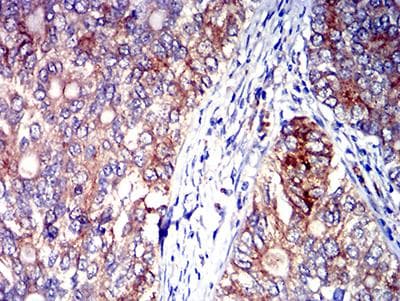 SIGLEC6 Antibody (clone 3C11C12G1)