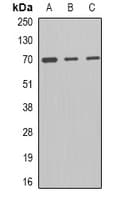 MCMBP / C10orf119 Antibody