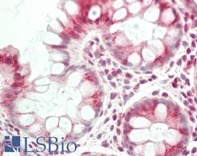 VTI1B Antibody (aa146-195)