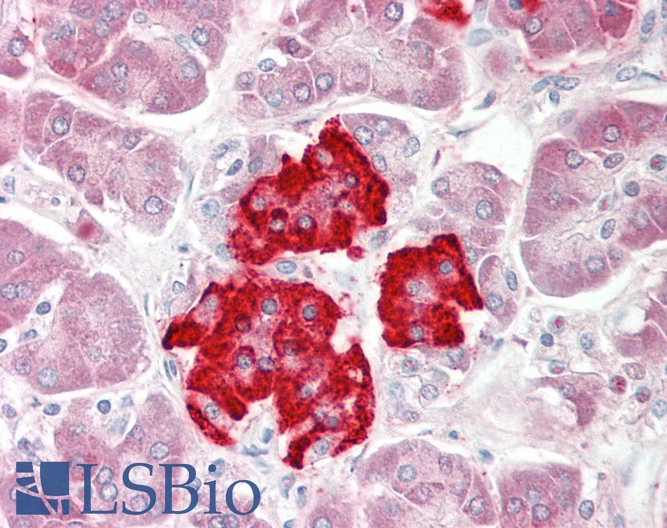 DUSP4 / MKP2 Antibody (aa325-374, Biotin)