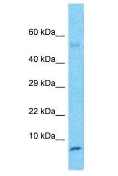 NNAT / Neuronatin Antibody (aa32-81)
