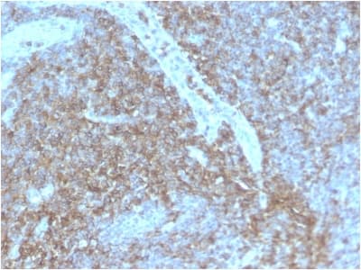 CD44 Antibody (clone HCAM/2875R, Azide-free, Carrier-free)