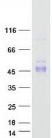 Human PD-L2 / PDCD1LG2 / CD273 Protein (Recombinant Myc-DDK (Flag))