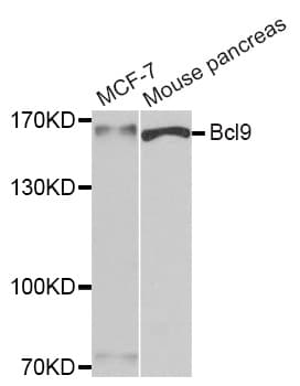 BCL9 Antibody