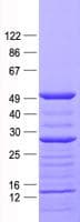 Human CASP5 / Caspase 5 Protein (Recombinant His, N-Terminal)